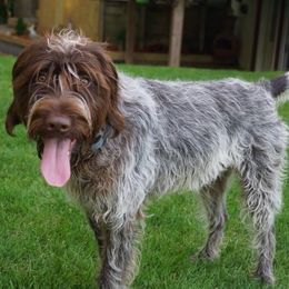 Wirehaired Pointing Griffons from Dutch Ridge Kennels WPG’s