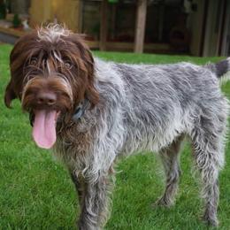 Wirehaired Pointing Griffons from Dutch Ridge Kennels WPG’s
