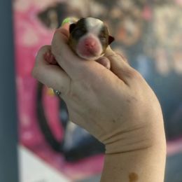 Cute guy - Chocolate, tan and white male Yorkshire Terrier puppy in Yukon, Oklahoma from Tiffs Yorkie babies