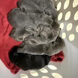 Boy 4 - Gray male Cane Corso puppy in Kaufman, Texas from Phantom Corsos