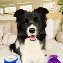Birdie - Border Collie