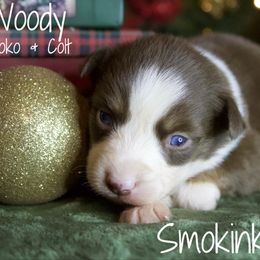 Woody - Red tri-color male Australian Shepherd puppy in Grapeland, Texas from Smokin K Aussies