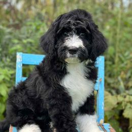 Platinum - Black and white female Aussiedoodle puppy in Lancaster, Minnesota from Finney Ranch