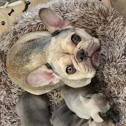 Tulsa - French Bulldog