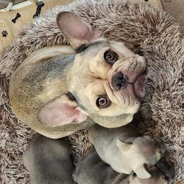 Tulsa - French Bulldog