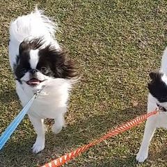 Japanese Chins and West Highland White Terriers from kennel ASTRAGUS