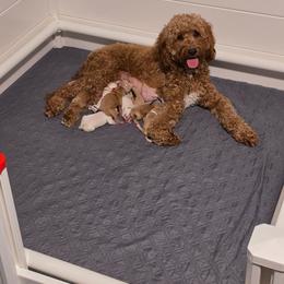 Boy 1 - Parti male Goldendoodle puppy in Summerville, South Carolina from Channys Doodles