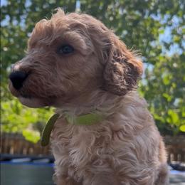 Malfoy - Apricot male Goldendoodle puppy in Golden, Colorado from Golden Mesa Doodles