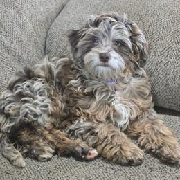 Bree - Goldendoodle