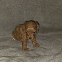 Layla - Red female Cavapoo puppy in Dewey, Oklahoma from Lebel Cavapoos