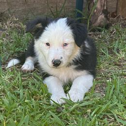 Sua - Black and white female Border Collie puppy in Mckinney, Texas from Border Collies of Ruidoso