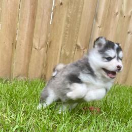 Pomsky Puppies from Blue Sky Pomsky