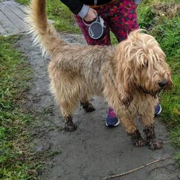 Otterhounds from Vonda Rouleau