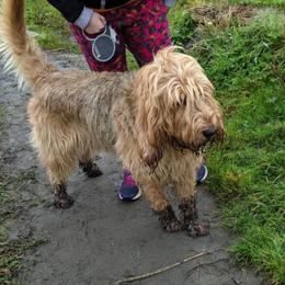 Otterhounds from Vonda Rouleau