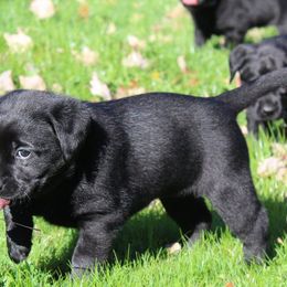 Labrador Retrievers from Wages Labs