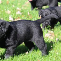 Labrador Retrievers from Wages Labs