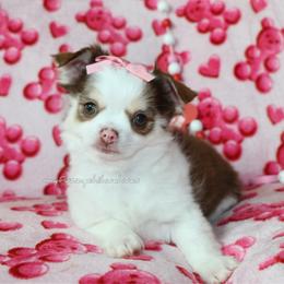 Julie - Chocolate and tan female Chihuahua puppy in Wakarusa, Indiana from My Fuzzy Chihuahuas