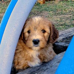 Assorted Doodle Crosses Puppies from Southern Star Goldendoodles