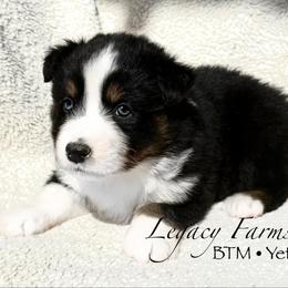 BTM Yeti - Black tri-color male Australian Shepherd puppy in Shelby, Alabama from Legacy Farms