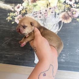 Boy 2 - Red sable male Chinese Shar-Pei puppy in Lehigh Acres, Florida from Florida Wrinkles