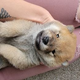 Shiba Inu Puppies from Anteiku Shiba Inu