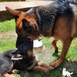 German Shepherds from Crannog Working K9
