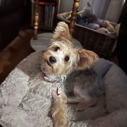 Lola - Yorkshire Terrier
