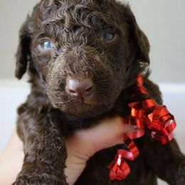 Bernedoodle, Goldendoodle, and Labradoodle Puppies from Apple Creek Doodles