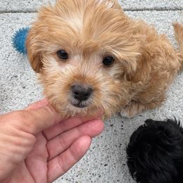 Baby 2 - Gold male Shihpoo puppy in Cedar Springs, Michigan from Becky's Havapoos