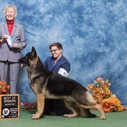Thriller - German Shepherd