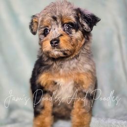Triscuit - Blue merle female Aussiedoodle puppy in Cleveland, Georgia from Jam's Doodles And Poodles