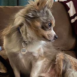 Chihuahuas from Heavenly Chihuahua