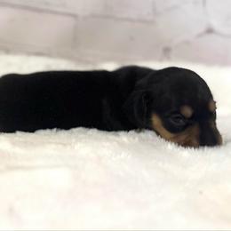 Jetta - Black and cream female Dachshund puppy in Colbert, Oklahoma from Brooke Crenshaw
