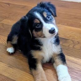 Fiona - Black tri-color female Australian Shepherd puppy in Pamplin, Virginia from Hope & Joy Acres