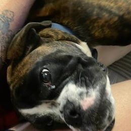 Boxers from Boss Boxers