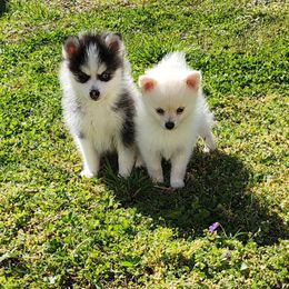 Pomsky Puppies from Sunshine Pomsky