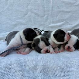 Boston Terrier puppies from Kline Kennels