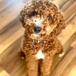 Goldendoodles and Poodles from French Creek Doodles