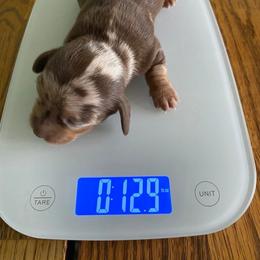 Cinnamon - Chocolate and tan female Dachshund puppy in Dayton, Ohio from LUXEYPUPS