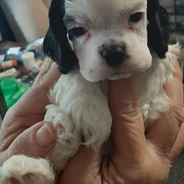 Cocker Spaniel Puppies from Sugar B's Cocker Spaniels