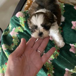 Girl 1 - Brindle female Shih Tzu puppy in Lebanon, Tennessee from Jan’s Shihtzus