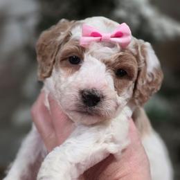 Silk - Parti female Goldendoodle puppy in Vernon, Texas from Sugarland's Texas Goldendoodles