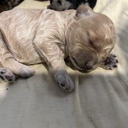Female-tan - Apricot Poodle puppy in York, Pennsylvania from Oodlez of Mini Poodles