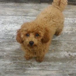 Poodle Puppies from Scenic Hills Kennels