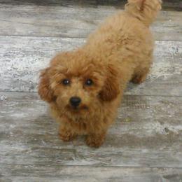 Poodle Puppies from Scenic Hills Kennels