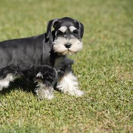 Miniature Schnauzer Puppies from Snowflake Schnauzers