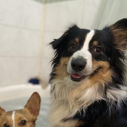 Burke  - Pembroke Welsh Corgi