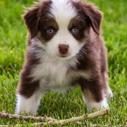 Miniature American Shepherd and Miniature Australian Shepherd Puppies from Bellewynd Acres