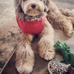 Assorted Doodle Crosses and Poodle All Grown Up from Brandi’s Southern Doodles & Poodles, LLC