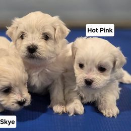 Hot mess pink - White and buff female Bichon Frise puppy in Lavon, Texas from Sissy’s Heavenly Paws